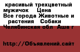 красивый трехцветный мужичок  › Цена ­ 10 000 - Все города Животные и растения » Собаки   . Челябинская обл.,Аша г.